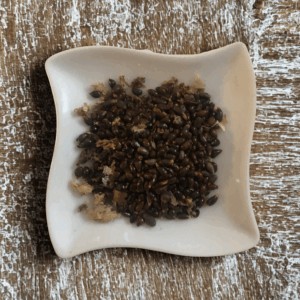 Essone – Maniguette – Jujube du Cameroun