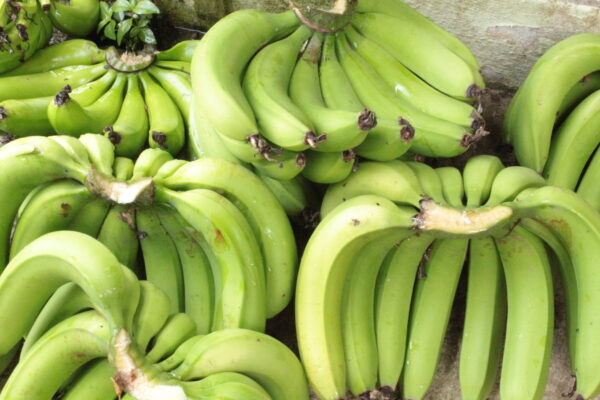 Banane Plantain Verte – unité d'environ 250g